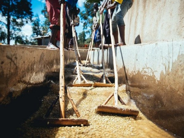 画像2: イルガチェフェ・ イディド(エチオピア産) (2)