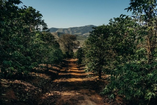 画像9: エクスプレス・クロップ・サンタヘレナ農園（ブラジル産） (9)