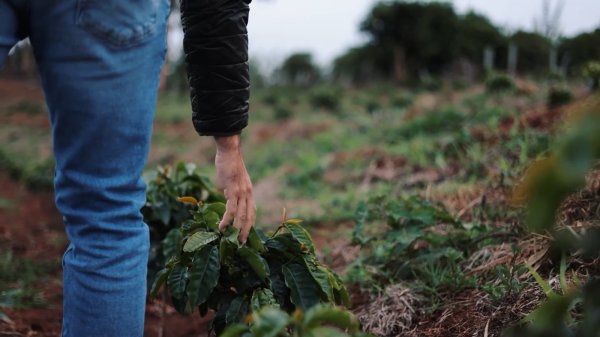 画像12: エクスプレス・クロップ・サンタヘレナ農園（ブラジル産） (12)