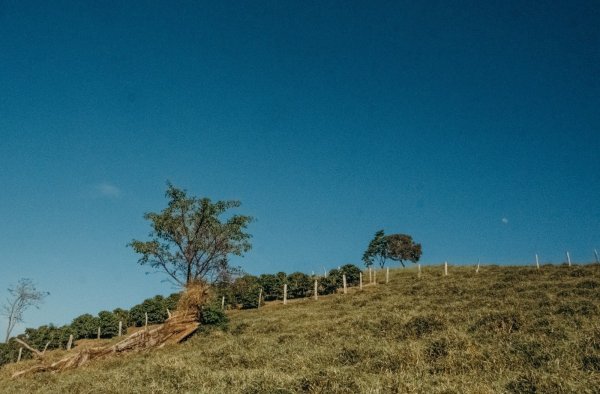 画像10: エクスプレス・クロップ・サンタヘレナ農園（ブラジル産） (10)