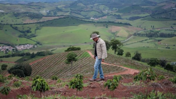 画像4: エクスプレス・クロップ・サンタヘレナ農園（ブラジル産） (4)
