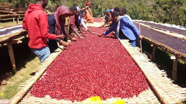 画像3: エチオピア・ネケムテG1・アンフィロ (3)