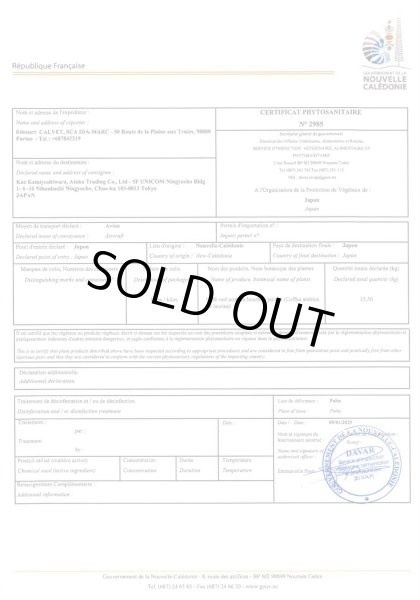 画像6: ニューカレドニア・ル・ドメーヌ・イダマーク農園エドゥアール (6)