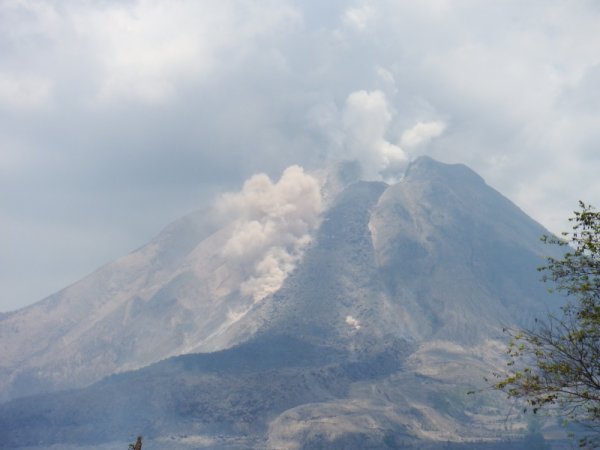 画像4: ウェーイラン・レッドガヨG1（インドネシア産） (4)