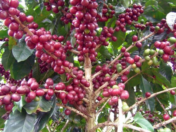 画像3: ブラジル・ドルチェ チョコラーダ (3)