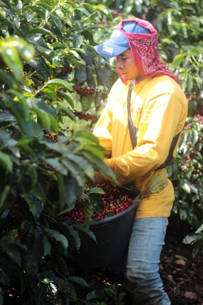 画像2: コスタリカ・サンイグナシオ農園 (2)