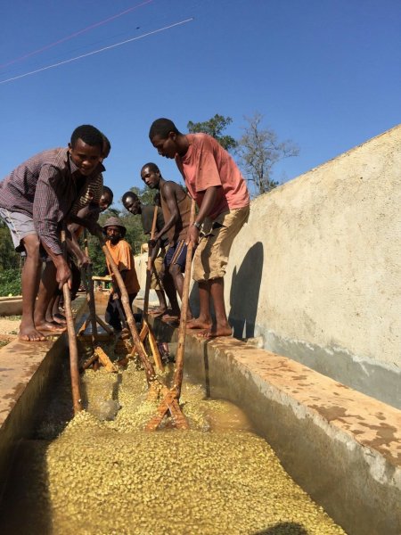 画像3: イルガチェフェG1・ウェギダブルー「W」（エチオピア産） (3)