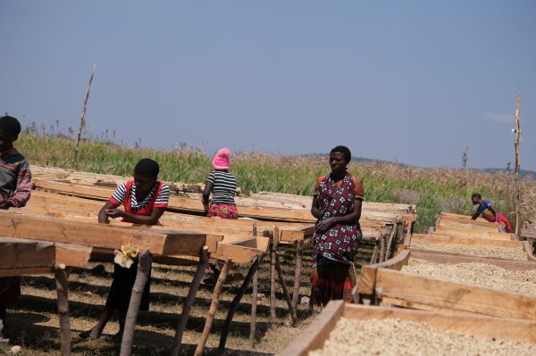 画像3: タンザニア・イトゥンピAA (3)