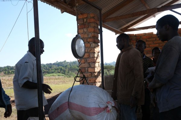 画像5: タンザニア・イトゥンピAA (5)