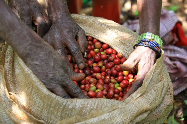 画像6: ルワンダ・バホ・アカゲラ (6)