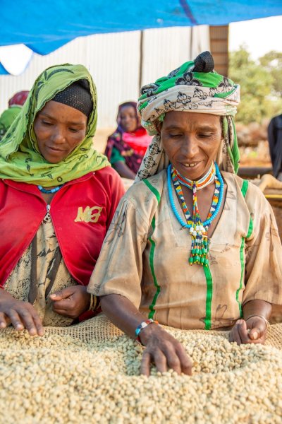 画像2: イルガチェフェG1・ウェギダブルー「W」（エチオピア産） (2)