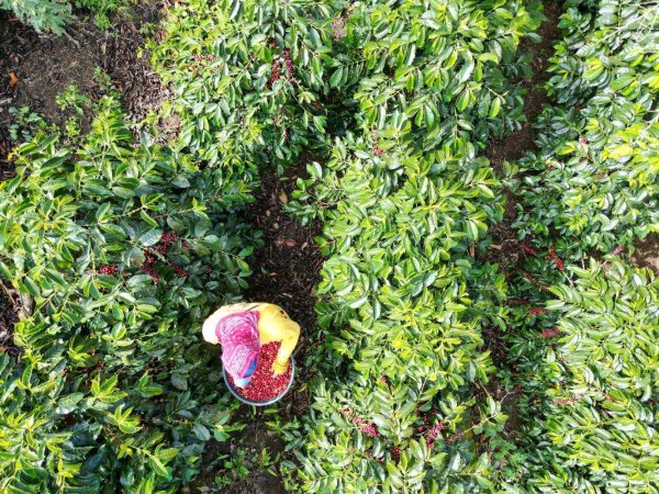 画像3: コスタリカ・サンイグナシオ農園 (3)